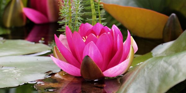 water-lily-1487370_1920